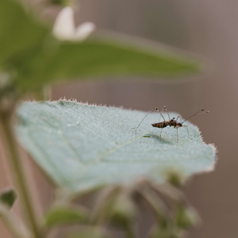 mosquito on the leaf