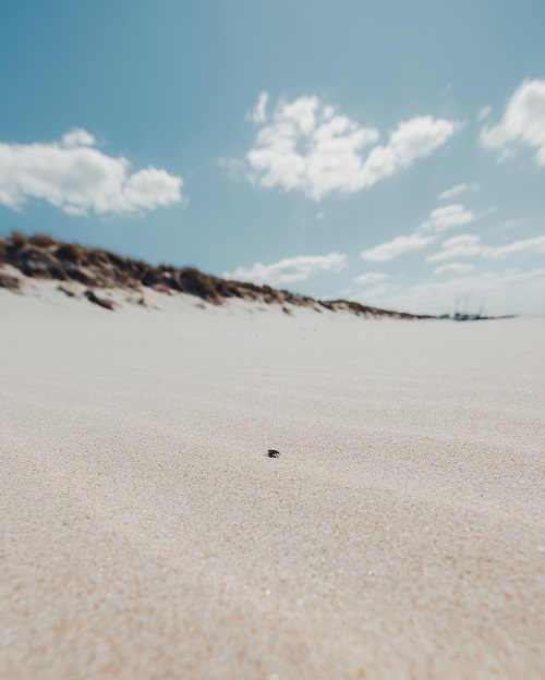 bug on the beach