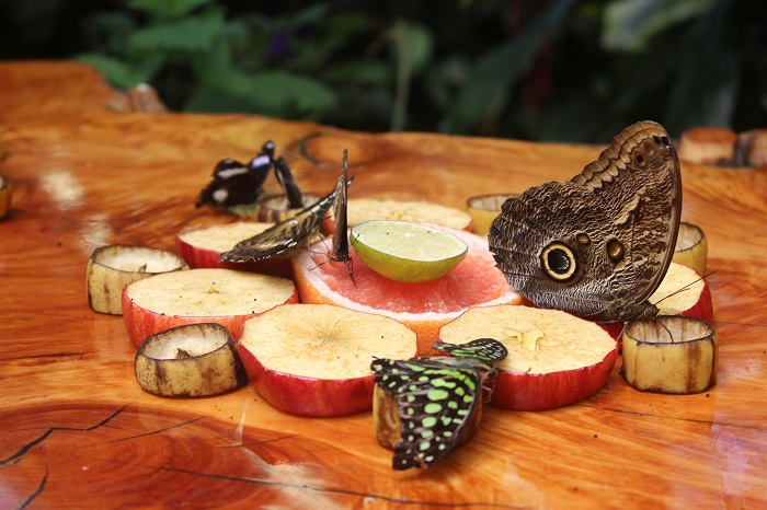 bugs on fruits