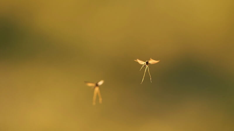 mosquitoes